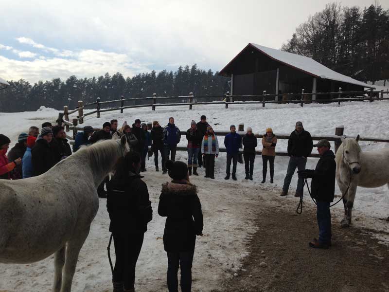 Mustang horses greenfield NH Kokal Mustangs and training.