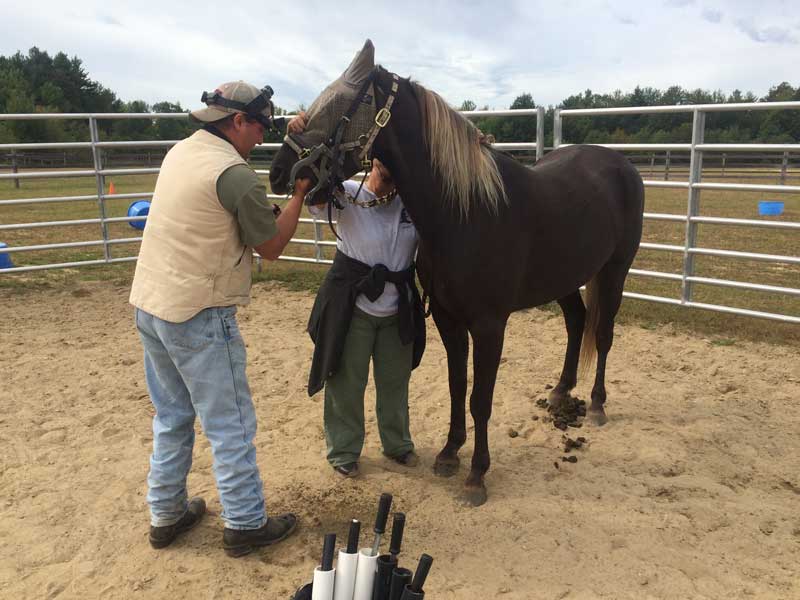 Horse Dentistry