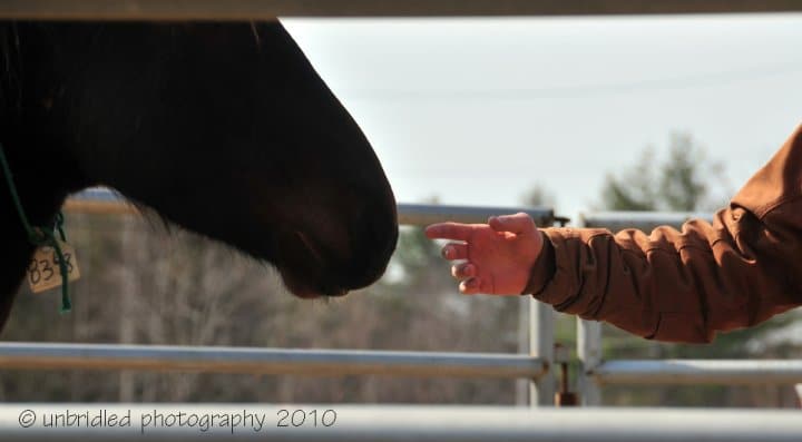 Horsemanship Camps in Greenfield, NH